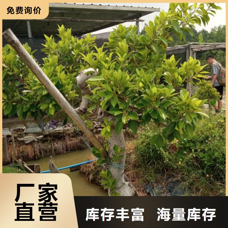 淤泥改性固化劑造紙污泥處理廠家