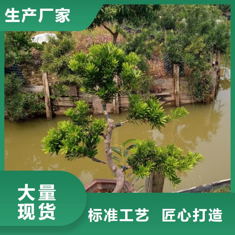 土壤固化劑印染污泥處理價格