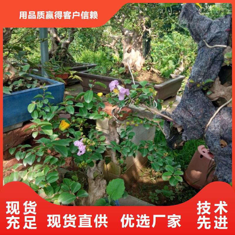 黑臭水体综合治理淤泥固化剂成本