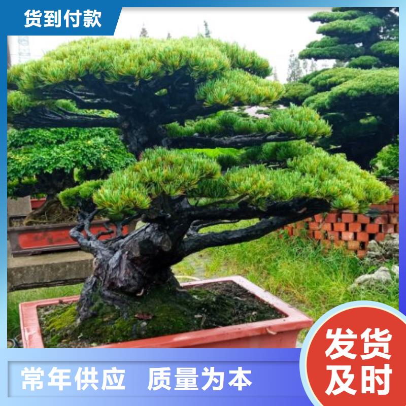 隔熱防腐綠色種植除銹噴漆安儒億建筑維修房屋修繕施工報價