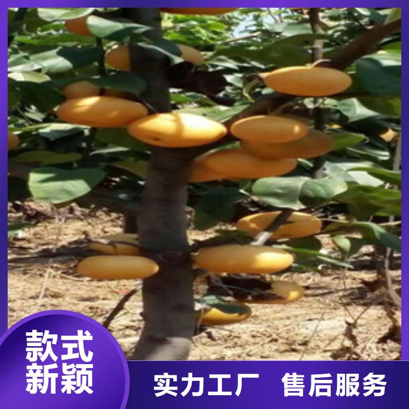 质量优的秋月梨苗919生产厂家