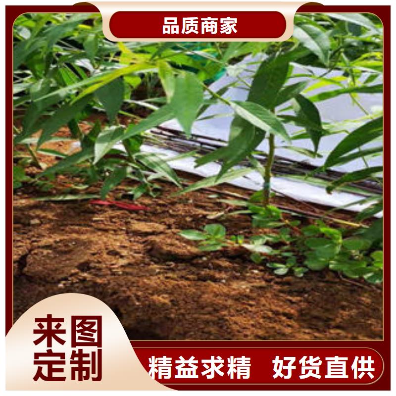 推荐：珍珠枣油桃苗厂家