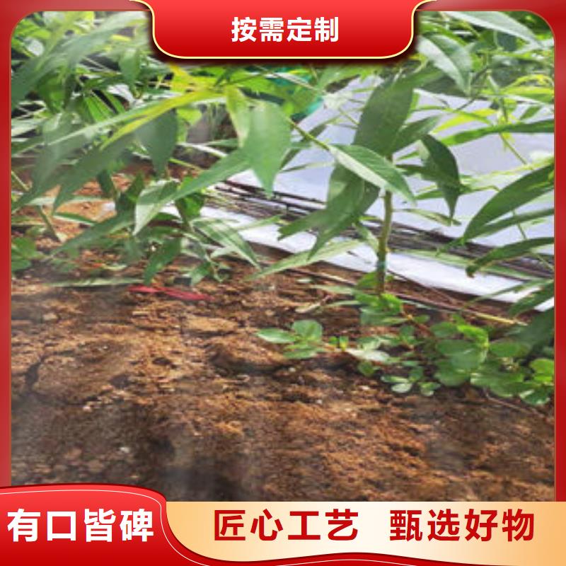 珍珠枣油桃苗厂家推荐