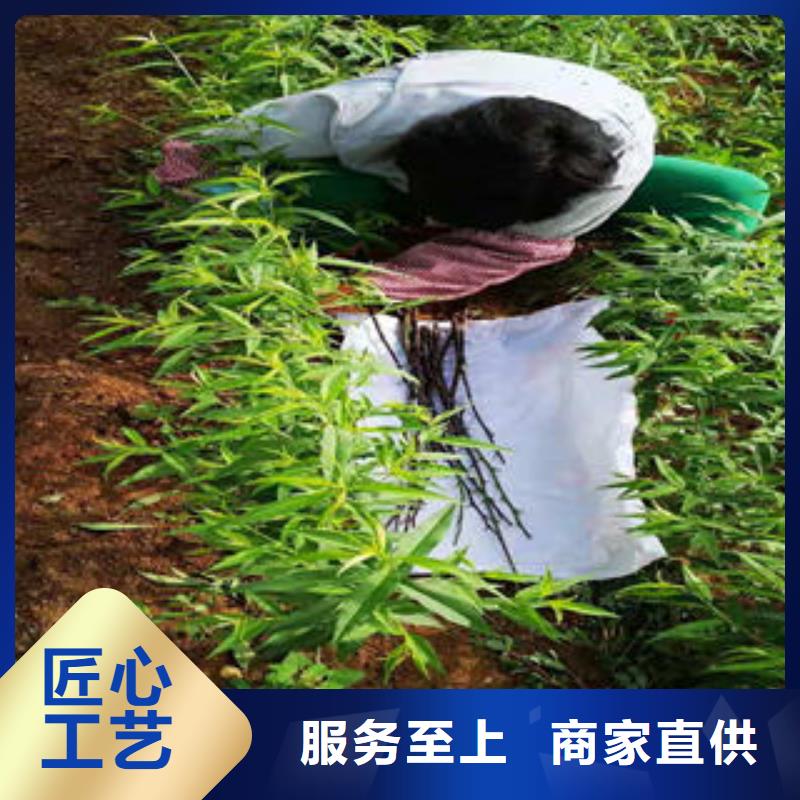 珍珠枣油桃苗采购