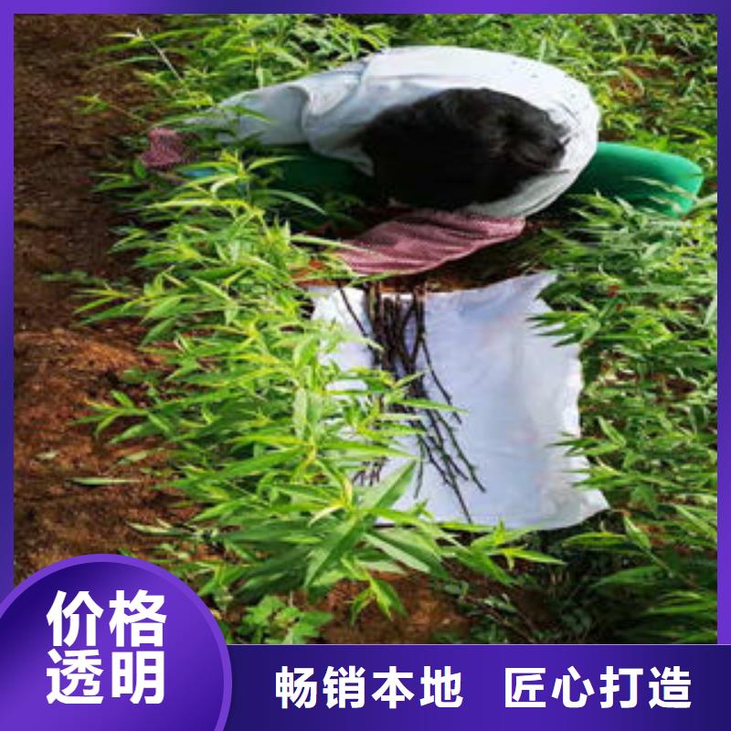 珍珠枣油桃苗-联系方式