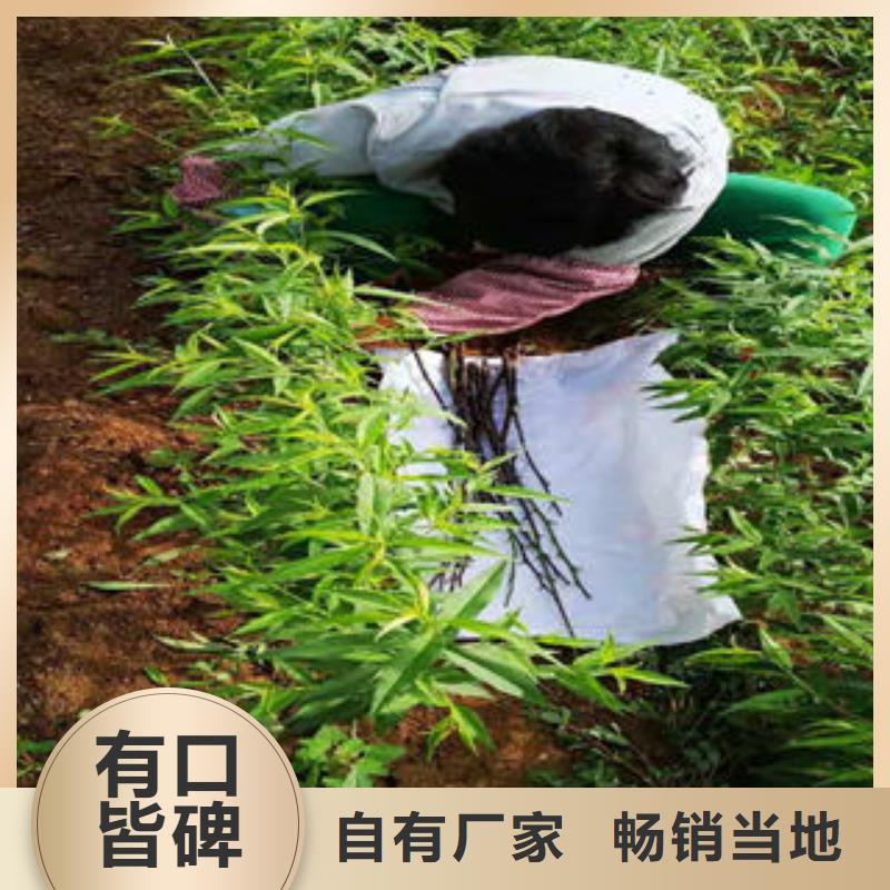 规格全的珍珠枣油桃苗生产厂家