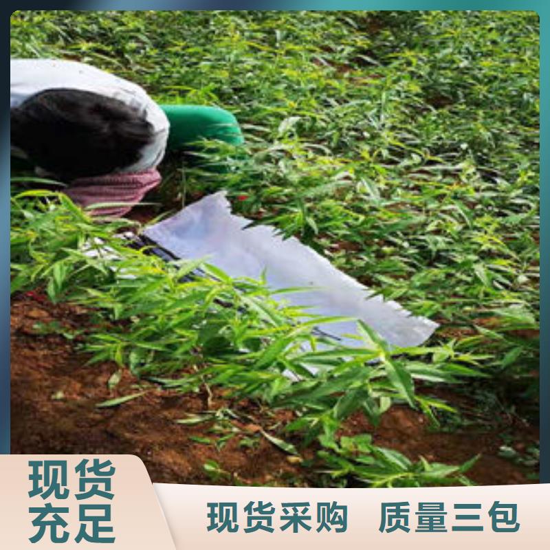 珍珠枣油桃苗-公司欢迎您！