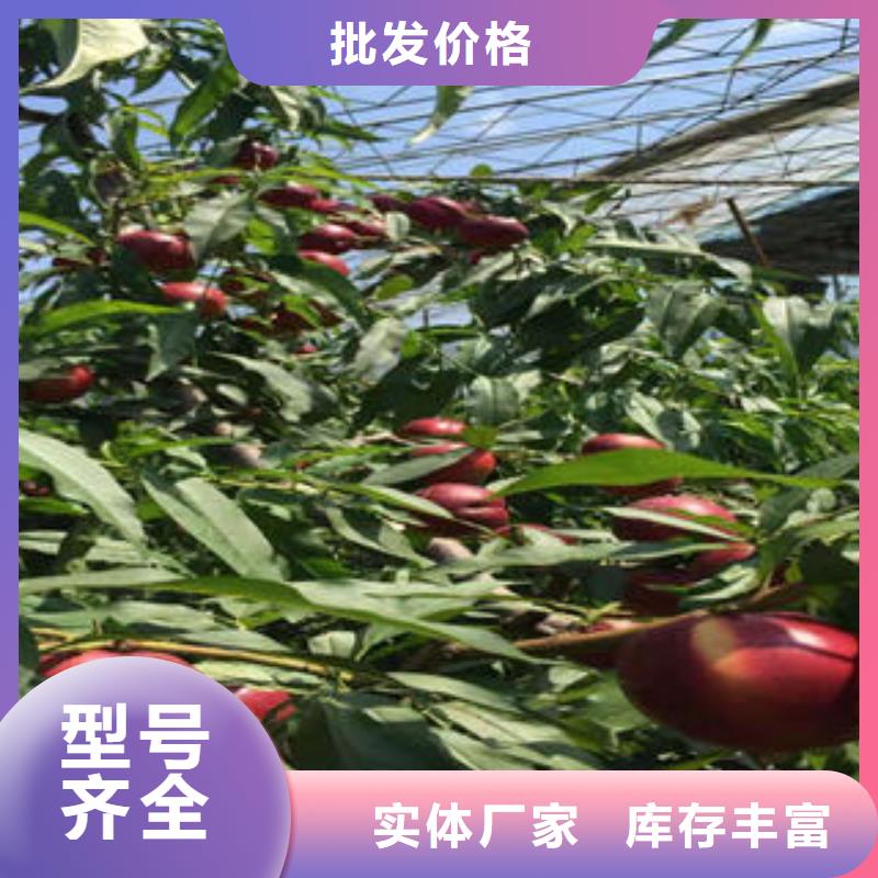 珍珠枣油桃苗价格