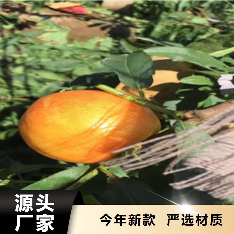 珍珠枣油桃苗_支持定制