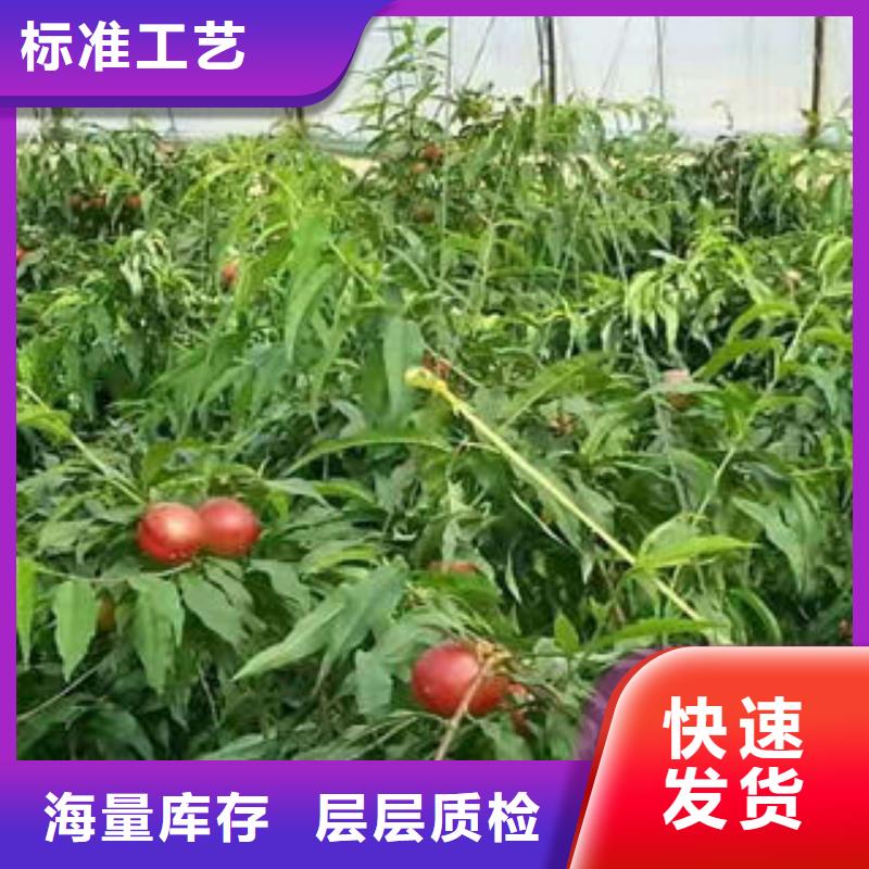 珍珠枣油桃苗厂家批发供应