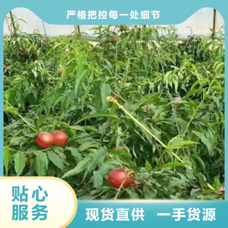 珍珠枣油桃苗-珍珠枣油桃苗全国直销