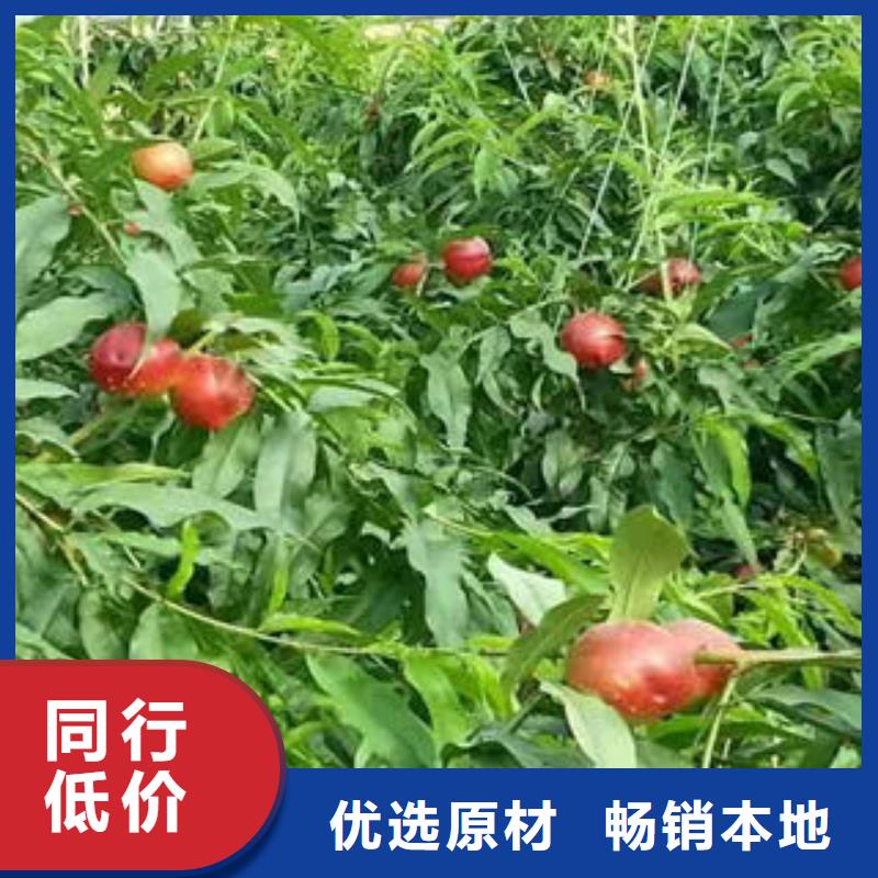 优选：珍珠枣油桃苗批发商