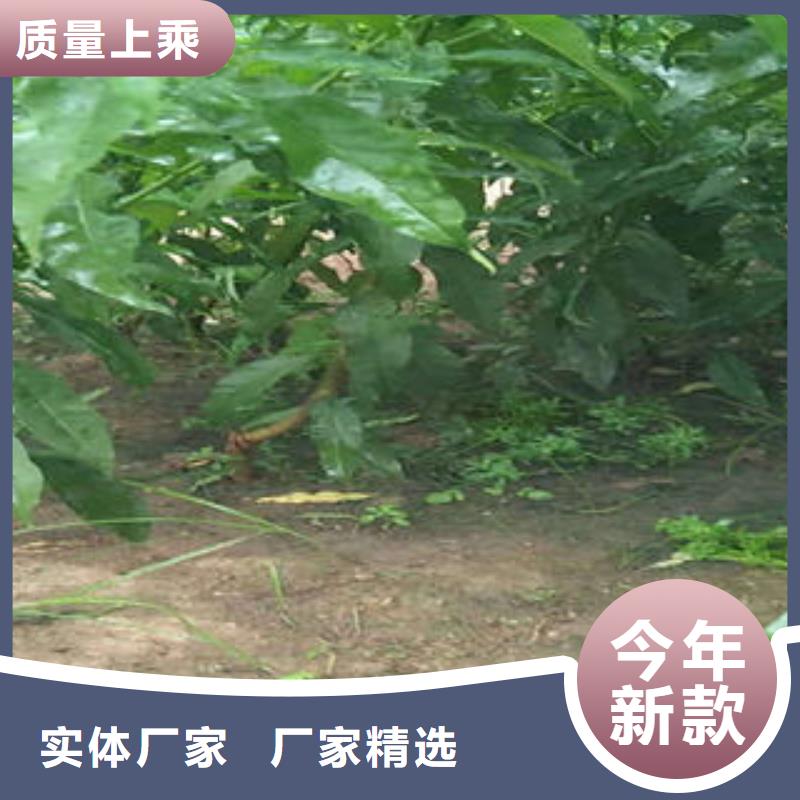 珍珠枣油桃苗生产基地