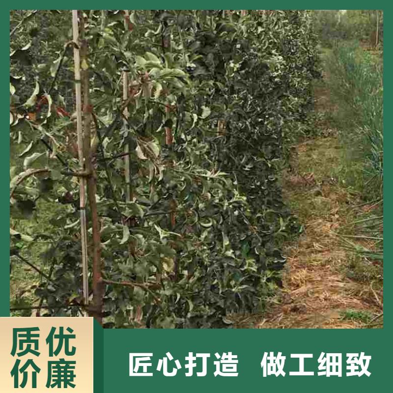 苹果价格合适