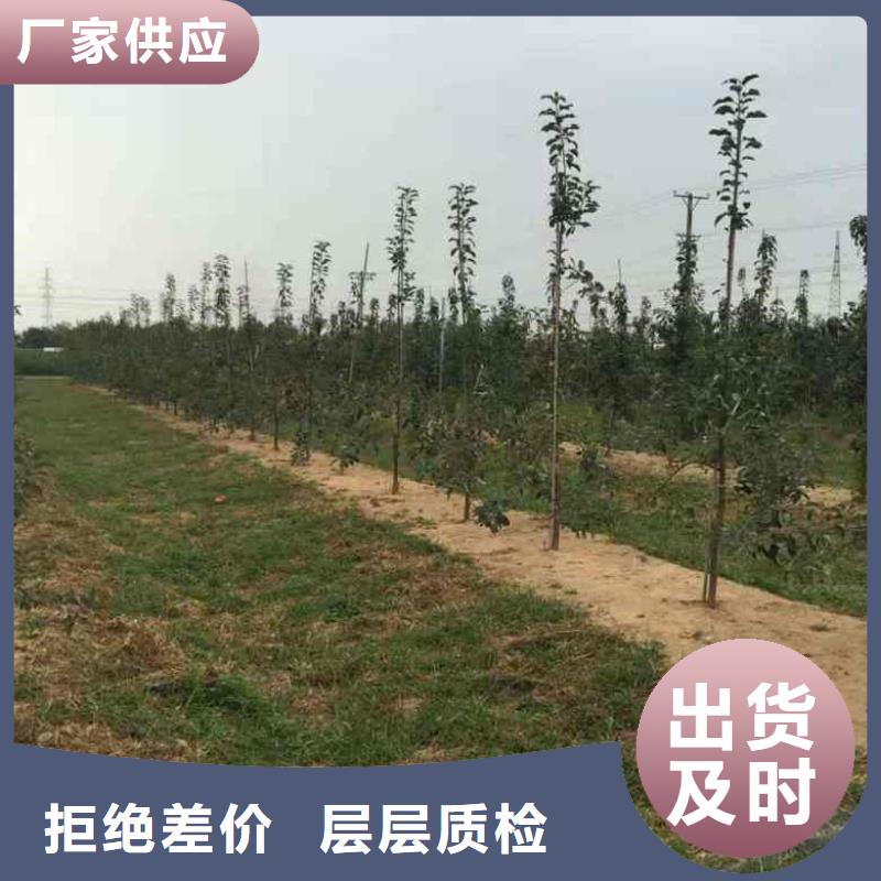 苹果企业-可接急单