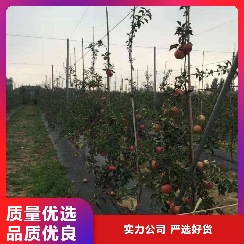 苹果质量为本