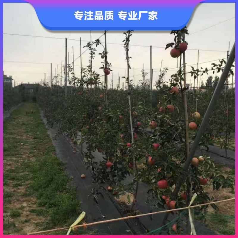 苹果质量为本