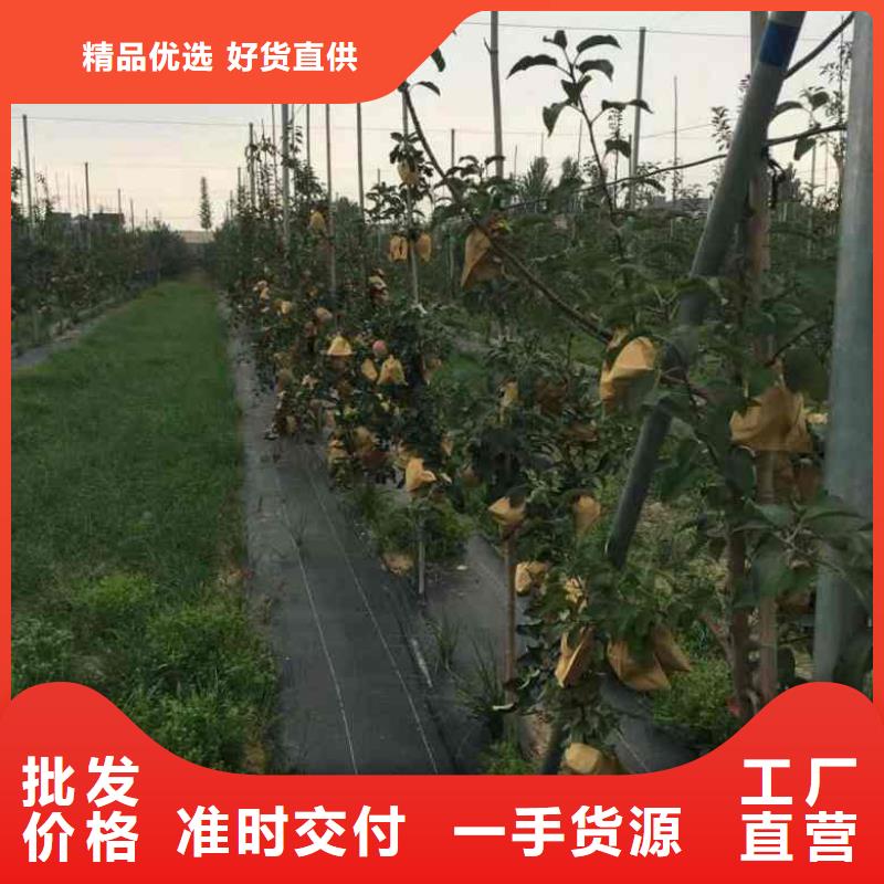 苹果能满足您的需求