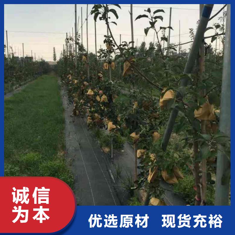 价格公道的苹果厂家