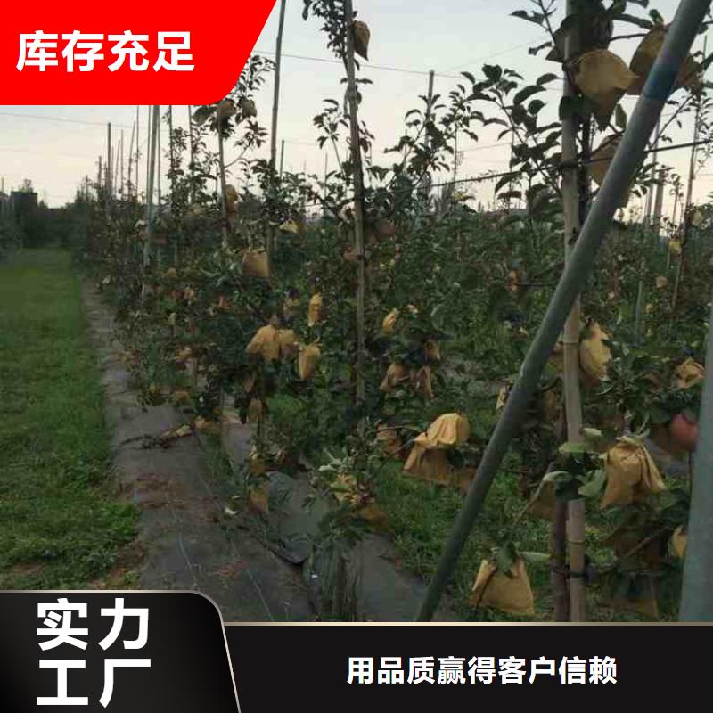 苹果加工厂家