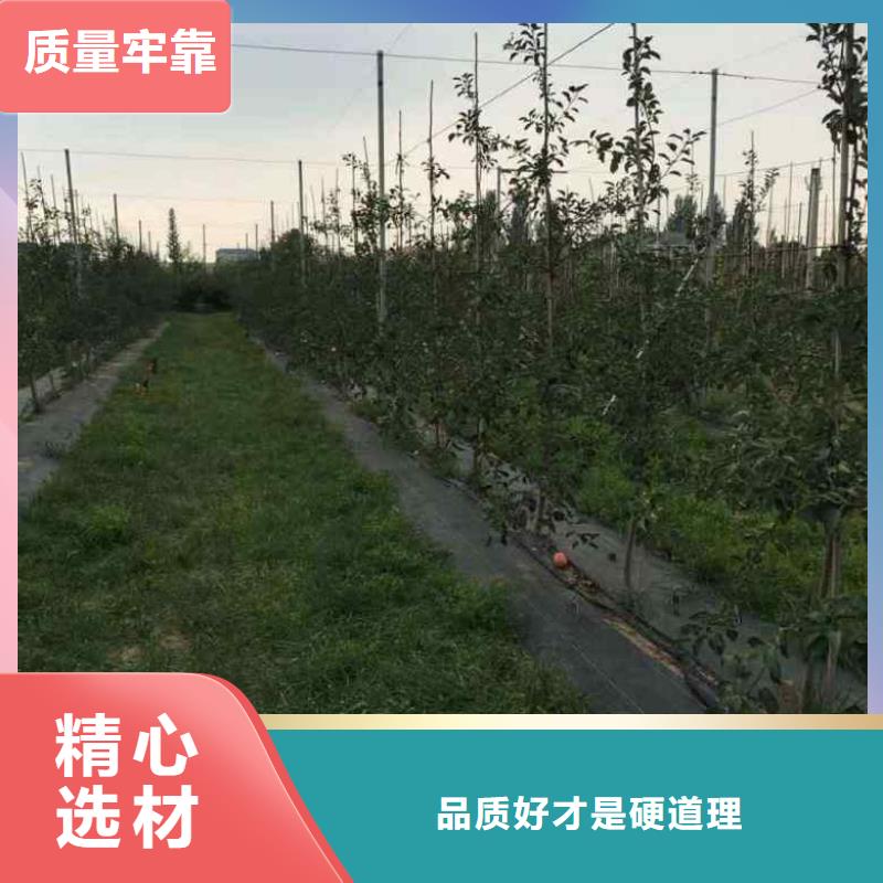 苹果_苹果厂家