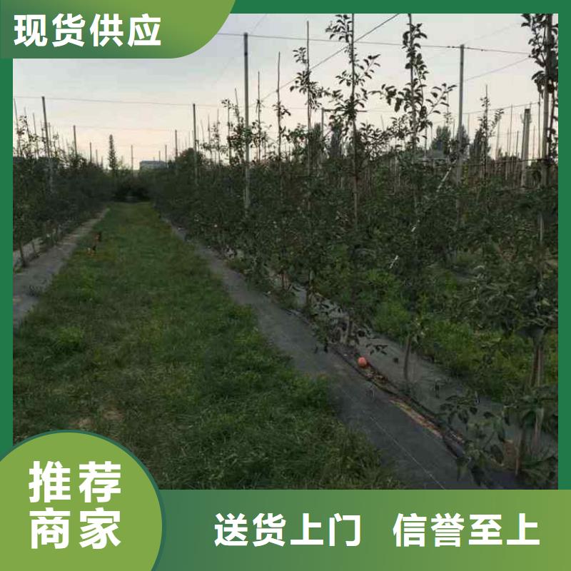 苹果量大优惠_现货供应