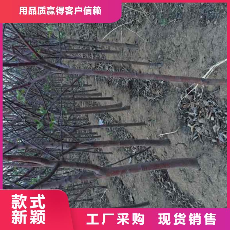 支持定制的苹果基地