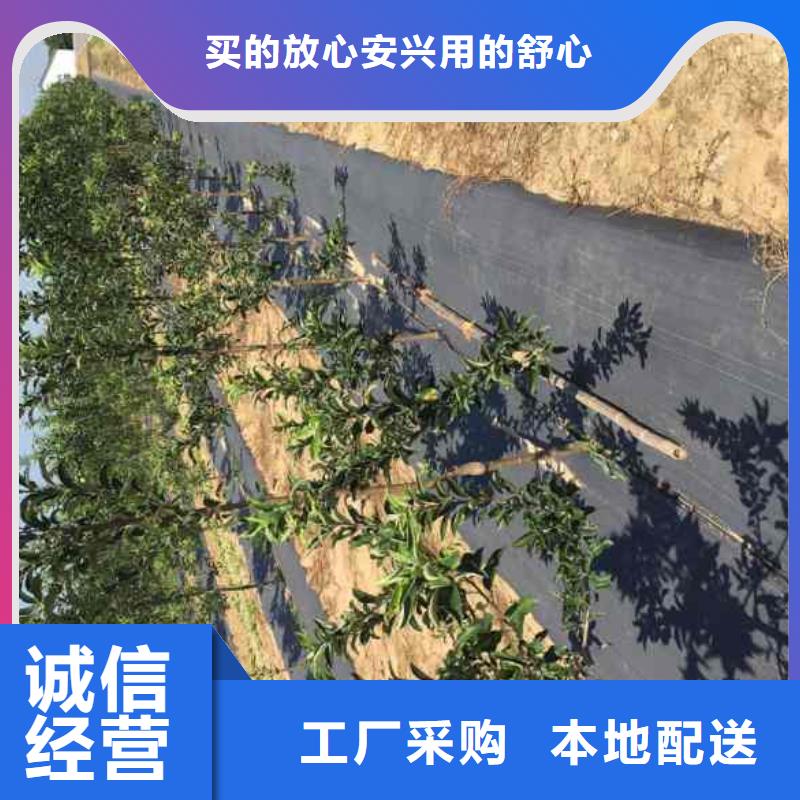 苹果生产厂商