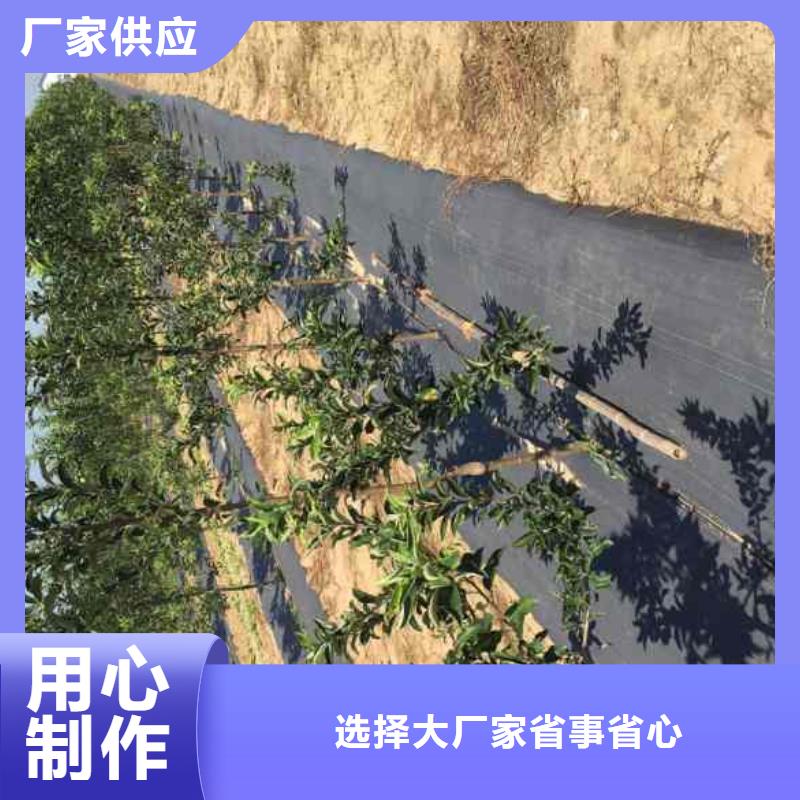 苹果-苹果厂家直销