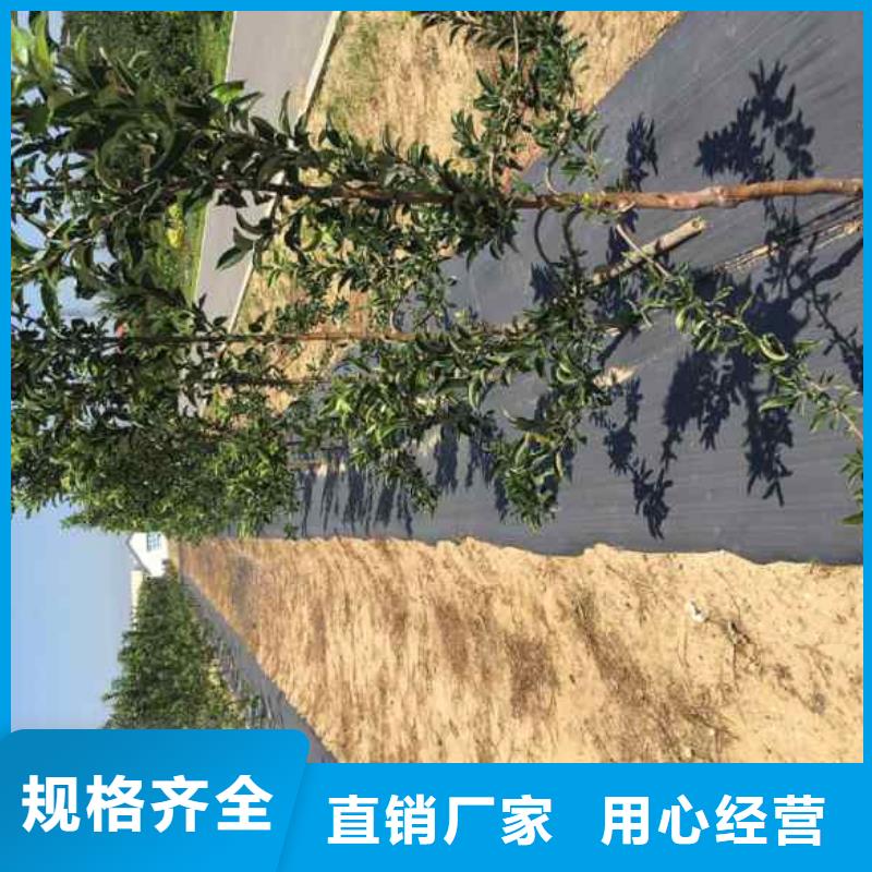 苹果全国可发货