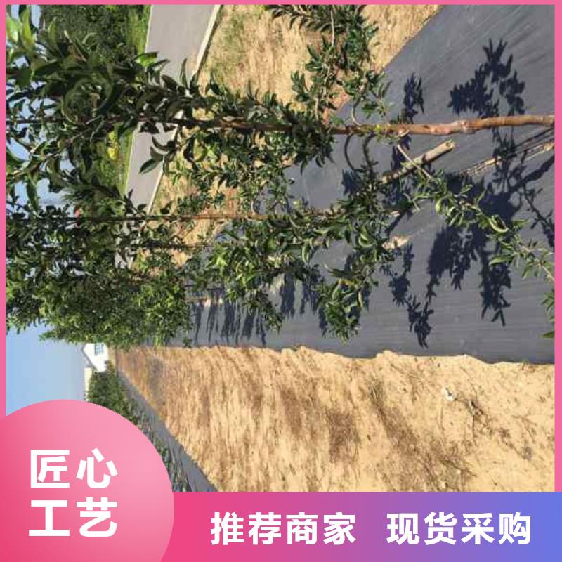 支持定制的苹果基地