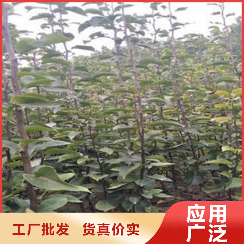 買梨樹苗必看-來電咨詢