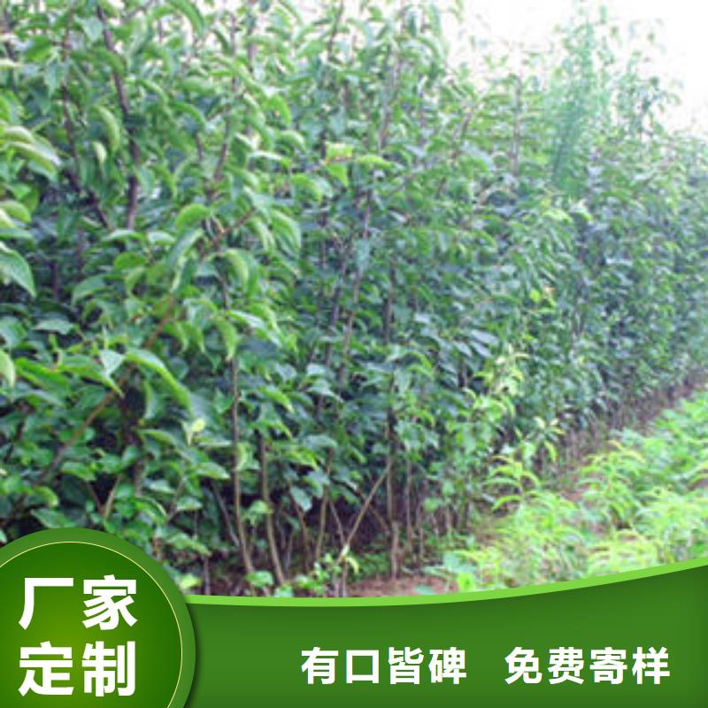 梨樹苗買的放心找順誠苗木經銷處