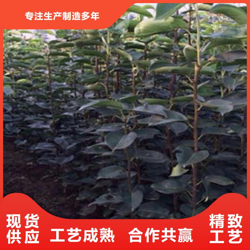 梨樹苗廠家現(xiàn)貨