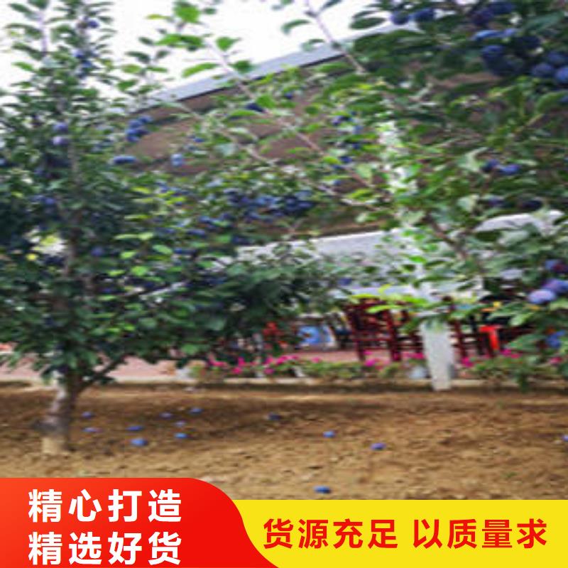 李子苗供应商可定制