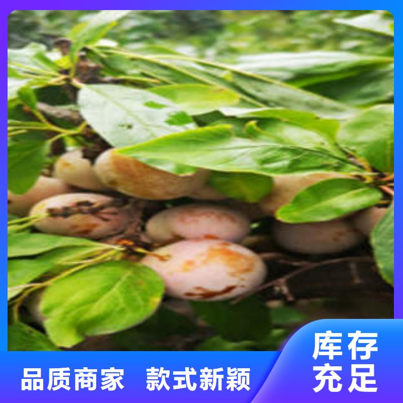 专业生产制造李子苗的厂家