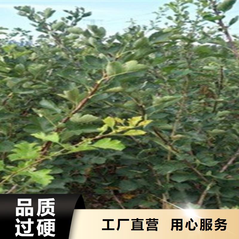 山楂苗_保证正品