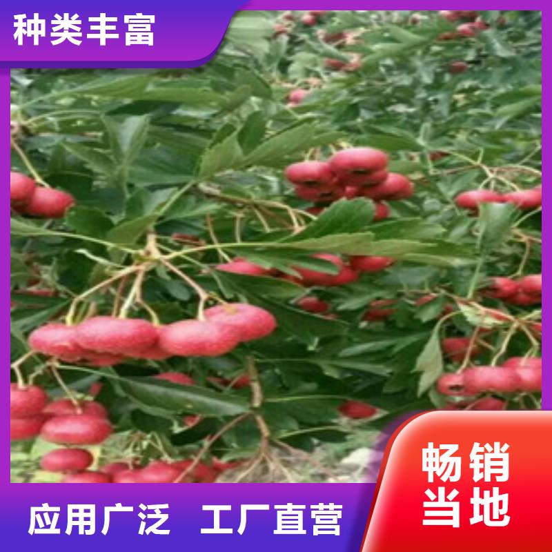質量好的山楂苗廠家