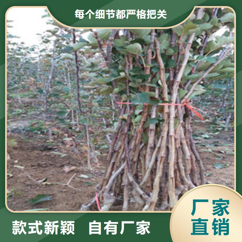 山楂苗廠家優勢