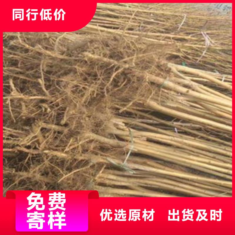 桃樹苗廠家量身定制