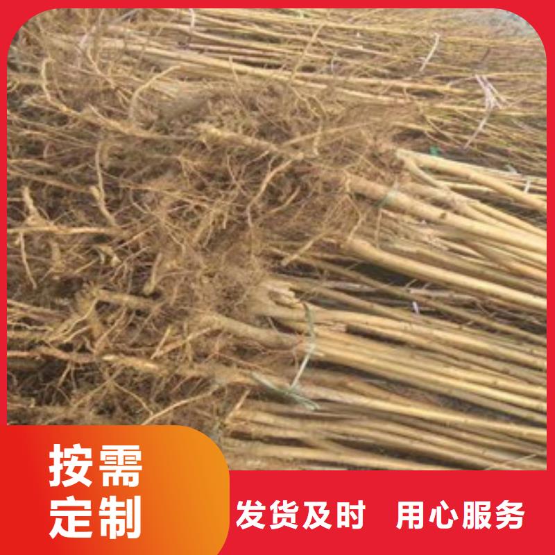 質(zhì)優(yōu)價(jià)廉的桃樹(shù)苗供貨商
