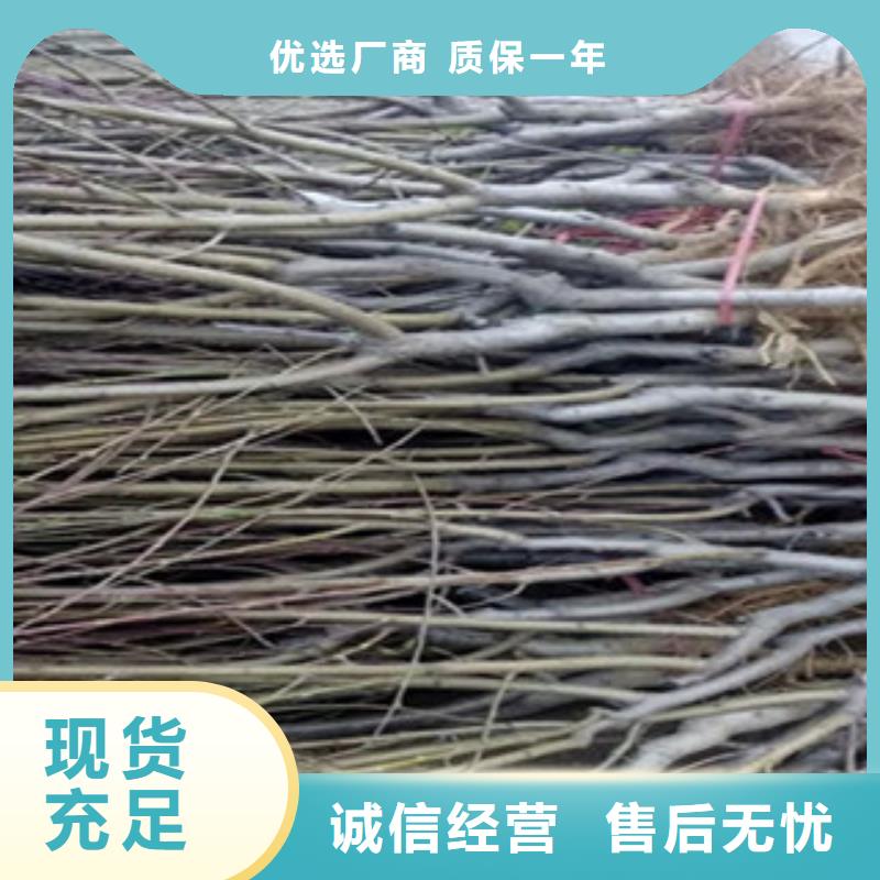 桃树苗海量货源