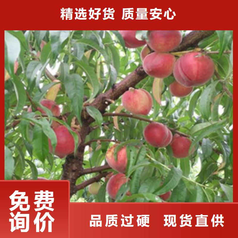 桃樹苗重信譽廠家