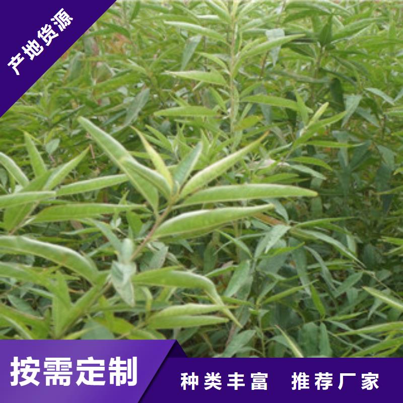 桃树苗厂家-为您服务