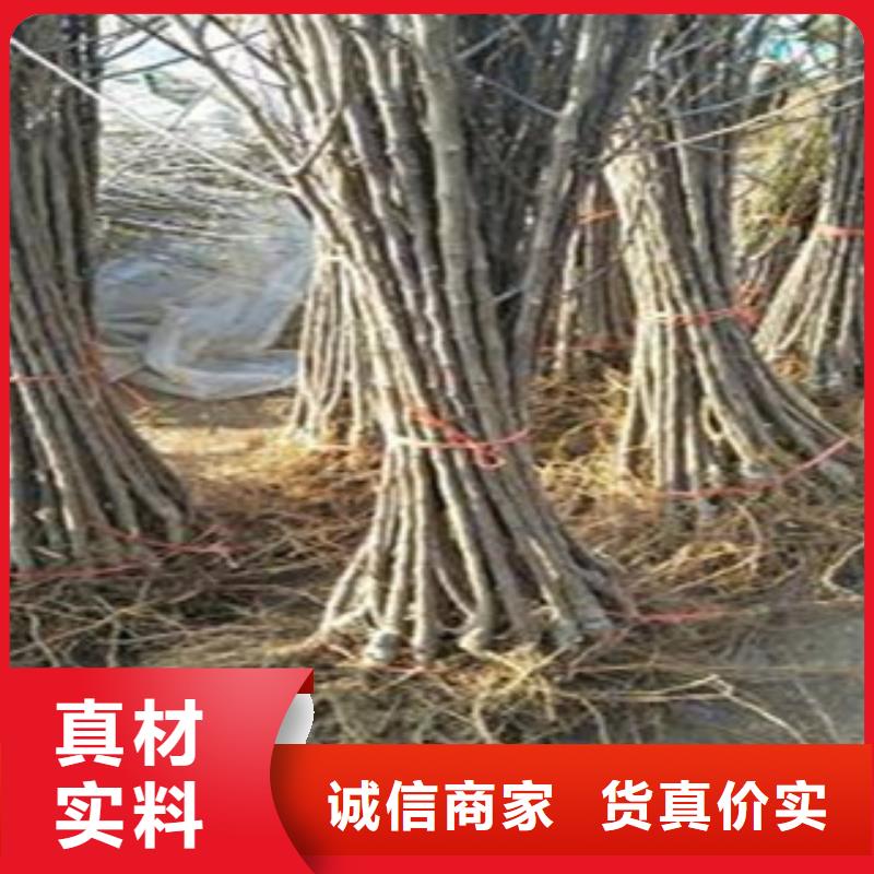 桃树苗厂家资质齐全