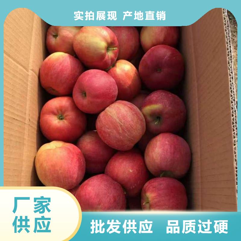 耐寒蘋果苗一畝產多少
