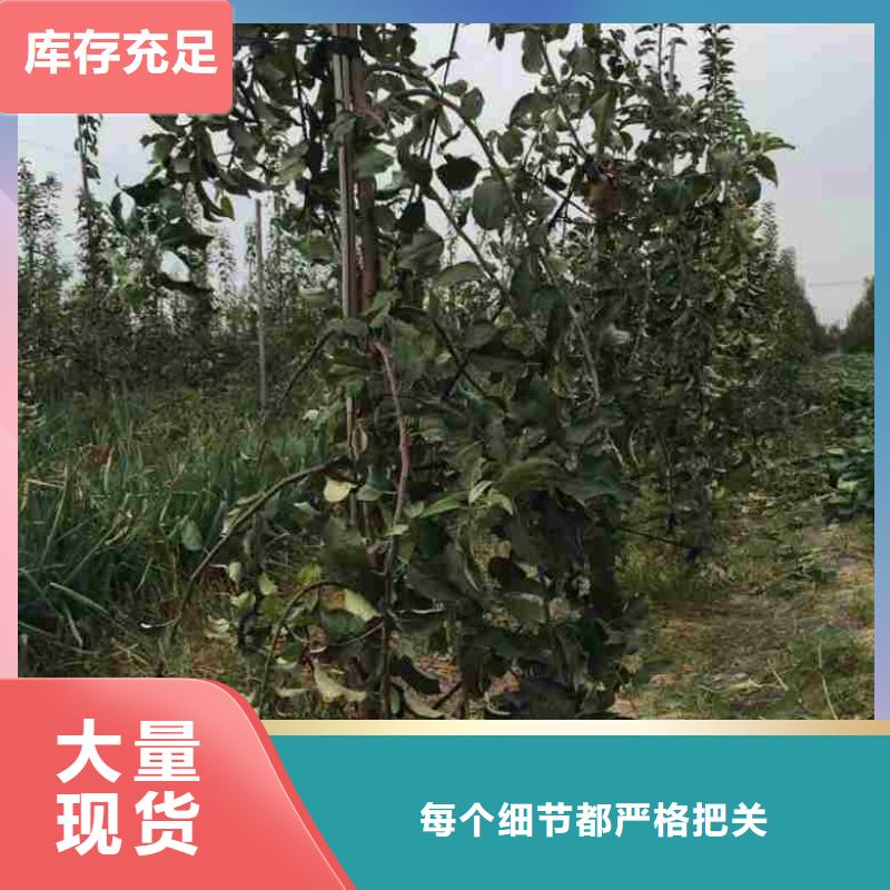 望乡红苹果苗市场新价格