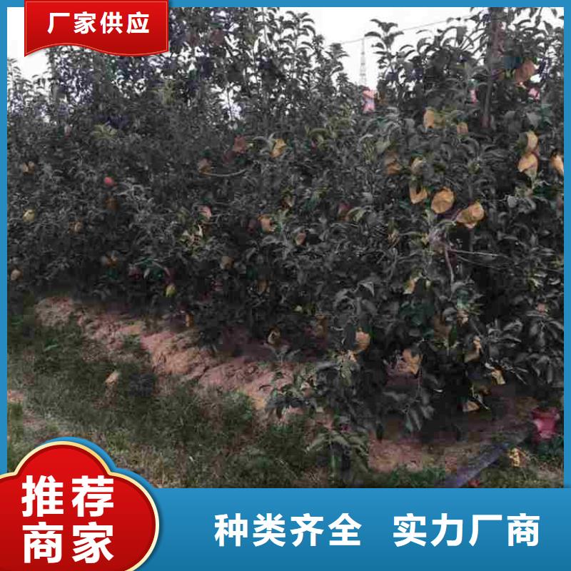 三公分寒富苹果树苗哪里有卖的