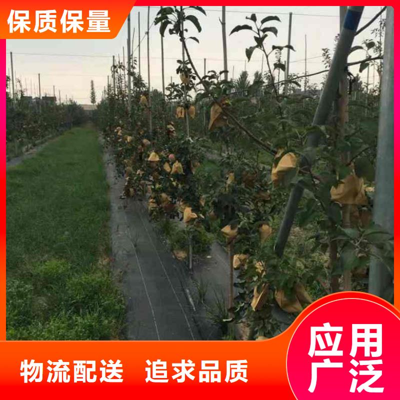 矮化鸡心果树苗种植技术管理