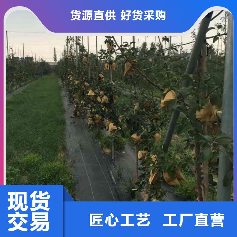 乙女苹果苗一亩地利润